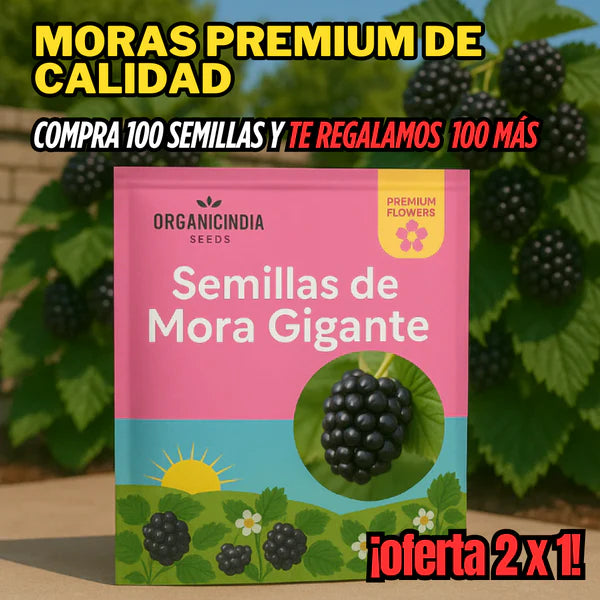 Semillas de Mora gigantes - Cosecha en Casa