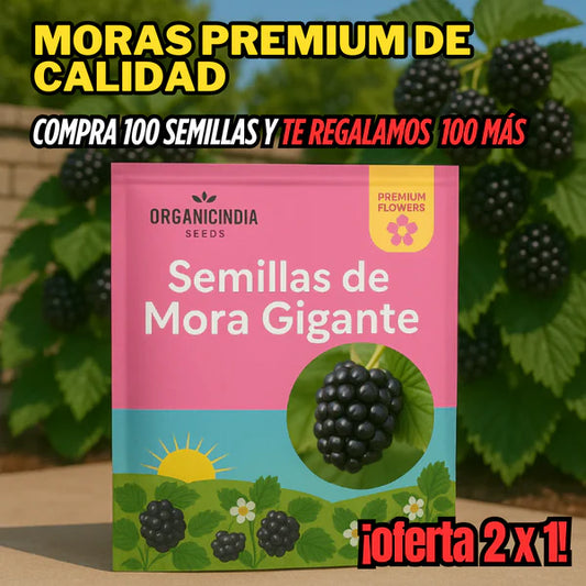 Semillas de Mora gigantes - Cosecha en Casa